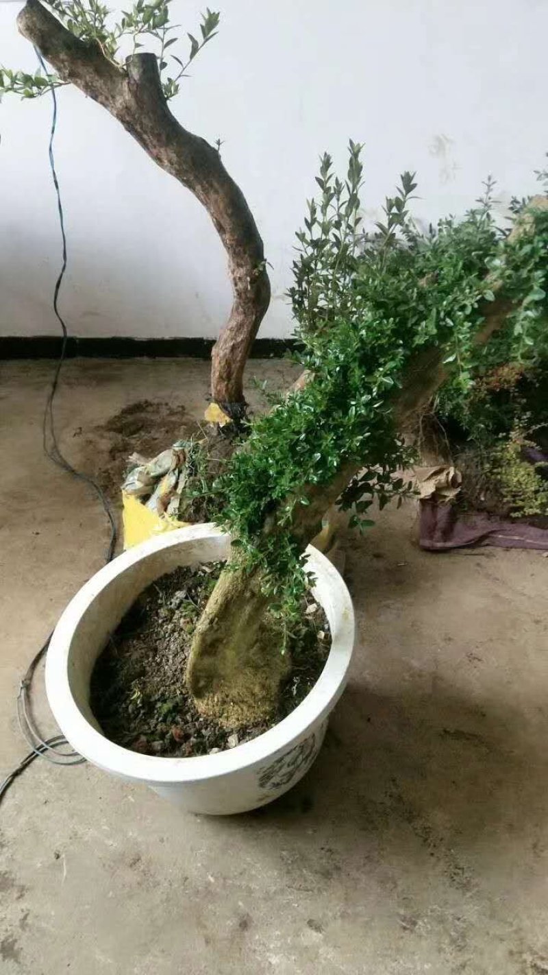 精品下山桩熟桩生桩都有