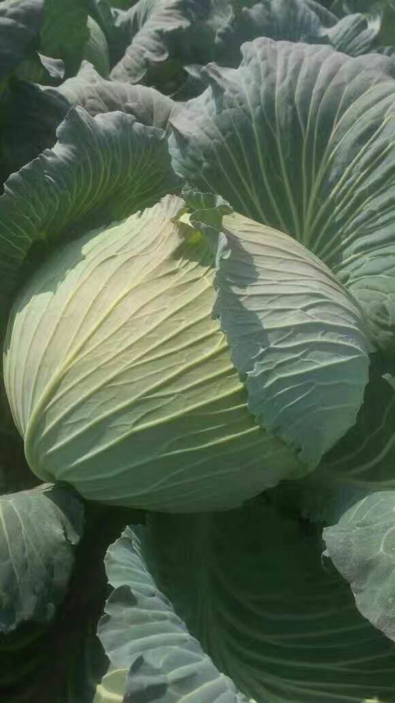 湖北恩施京丰一号产地直发！看货装货！保质保量！