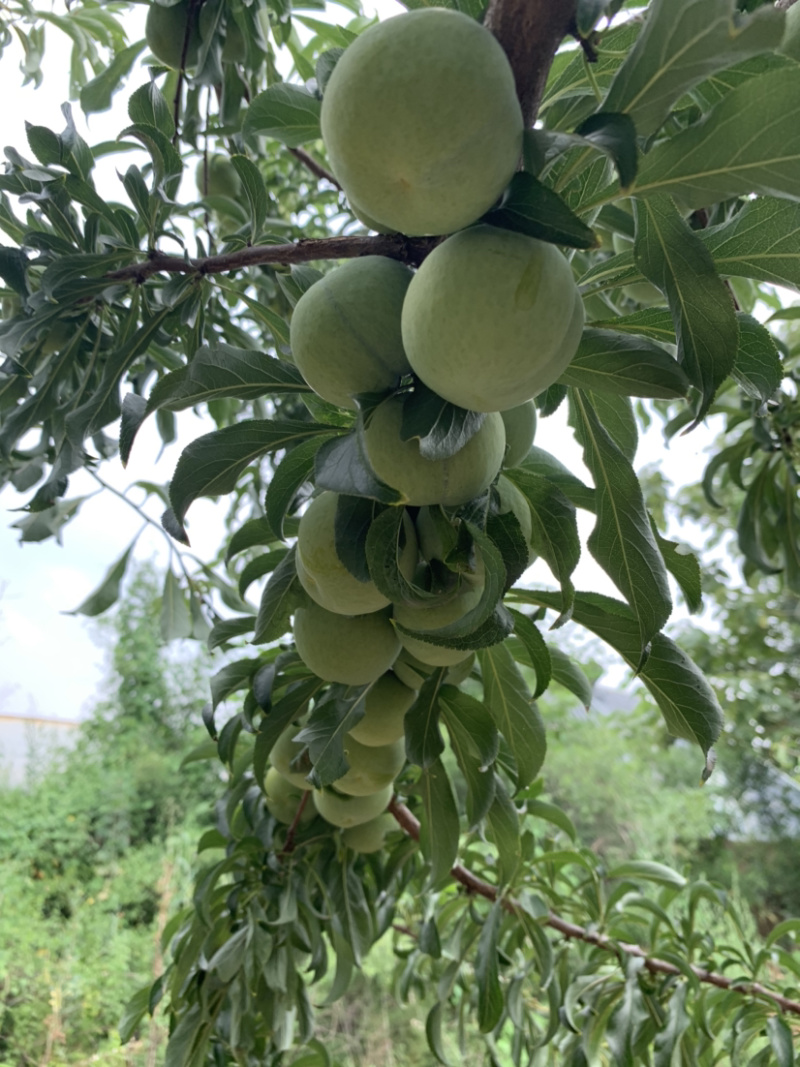 供应正宗蜂糖李，青脆李。供应各个商超，精品