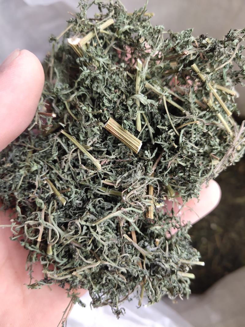 青蒿，山东青蒿，大量现货药厂合作关书药业………