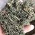 青蒿，山东青蒿，大量现货药厂合作关书药业………