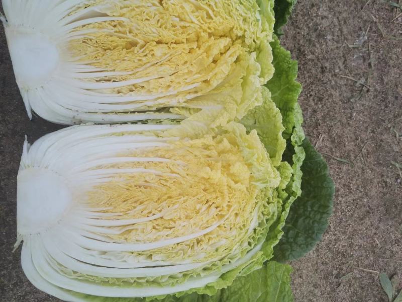 河北黄心玲珑黄白菜4/5/6斤基地直供量大从优质量