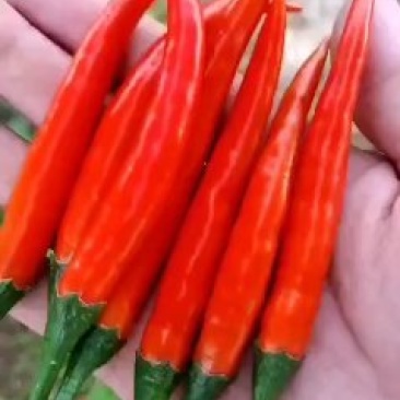 朝天椒