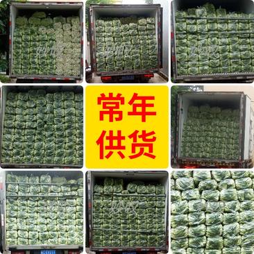 食品厂加工菜现货供应上海青小油菜万亩基地代收电商平台