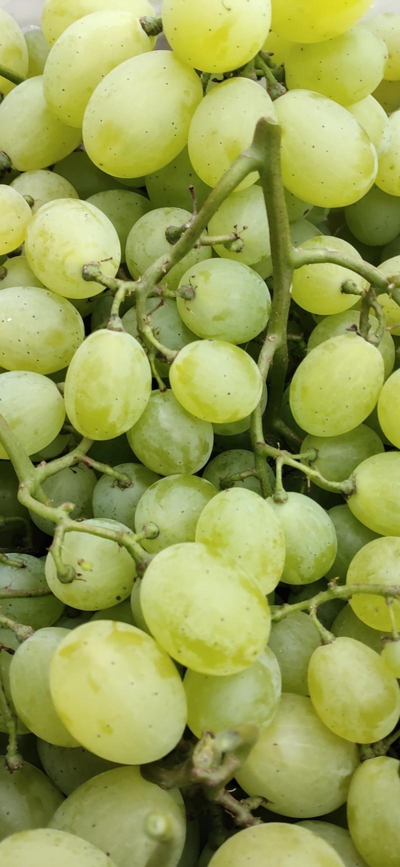 维多利亚葡萄1.5~2斤5%以下
