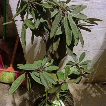 马樱花，精品，盆栽。