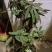 马樱花，精品，盆栽。
