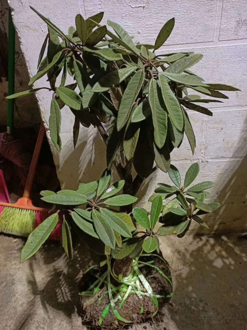 马樱花，精品，盆栽。