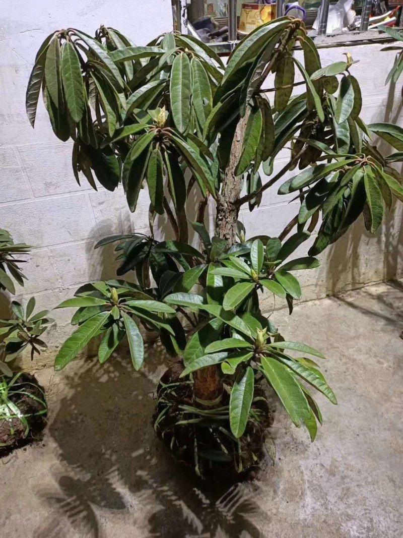 马樱花，精品，盆栽。