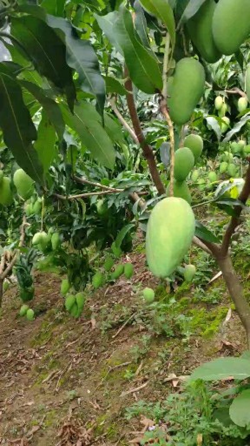 贵州芒果大小台农芒果
