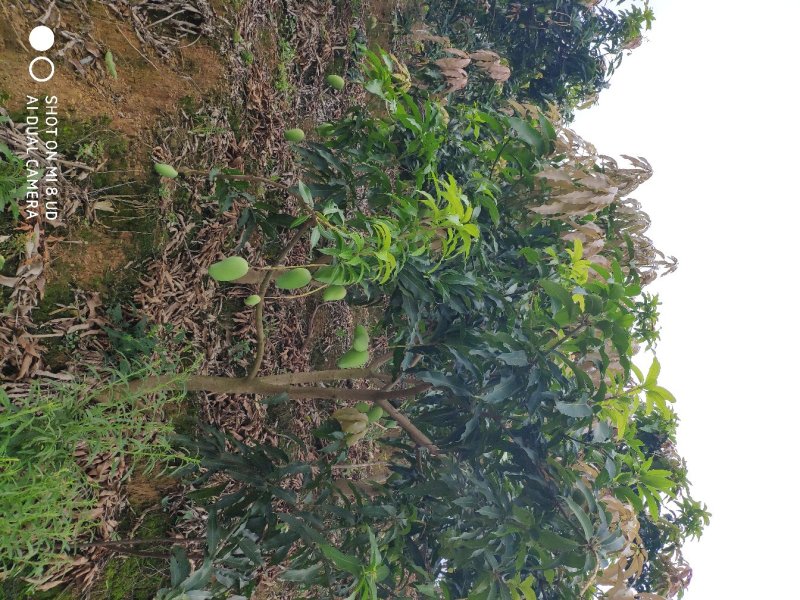 贵州芒果大小台农芒果