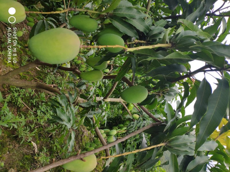 贵州芒果大小台农芒果