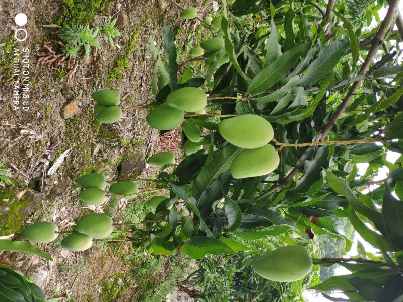 贵州芒果大小台农芒果