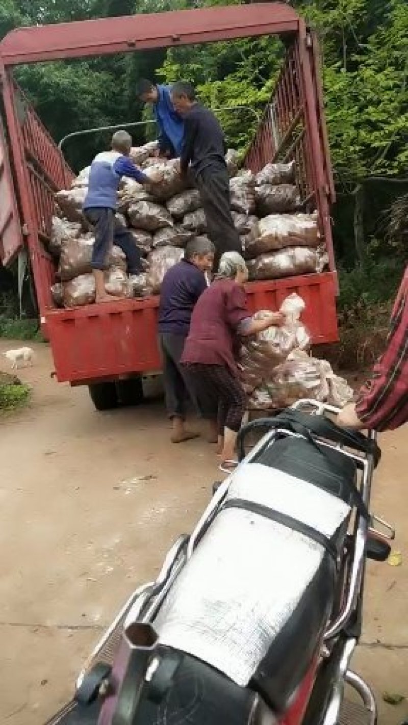 龙薯9号(九号)红薯0.3两一2斤口感好新鲜货边挖边卖。