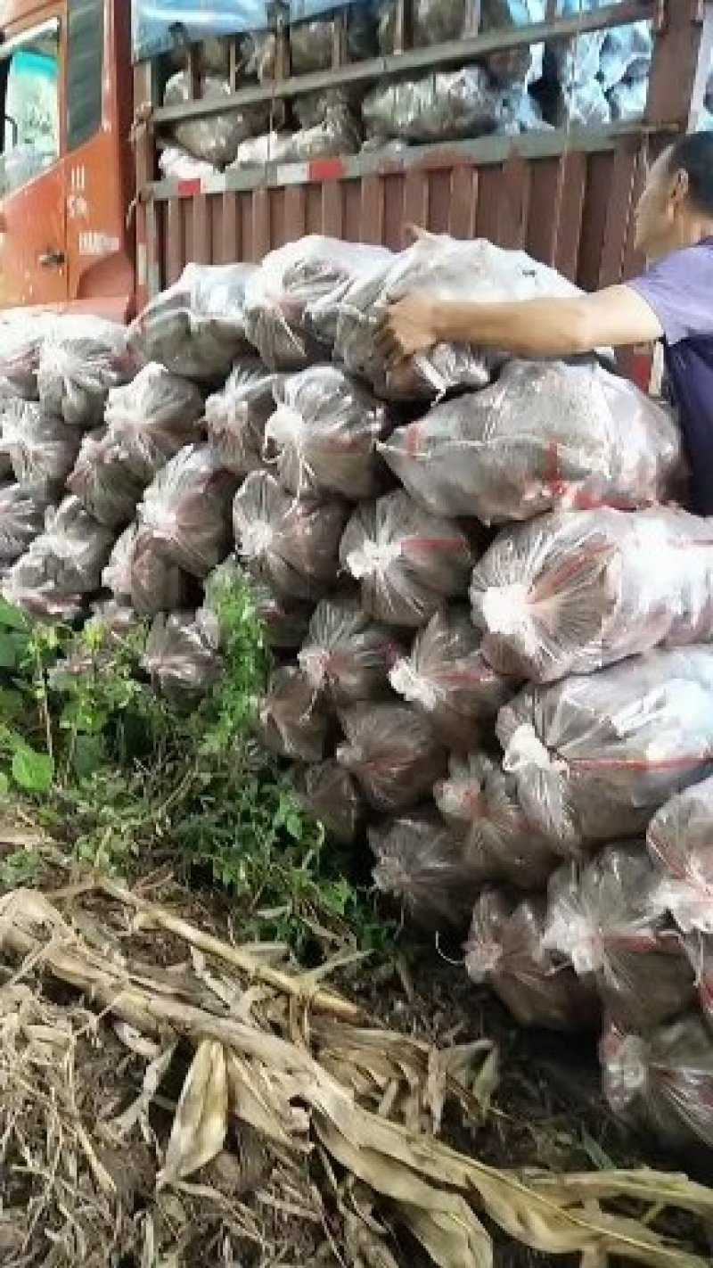 龙薯9号(九号)红薯0.3两一2斤口感好新鲜货边挖边卖。