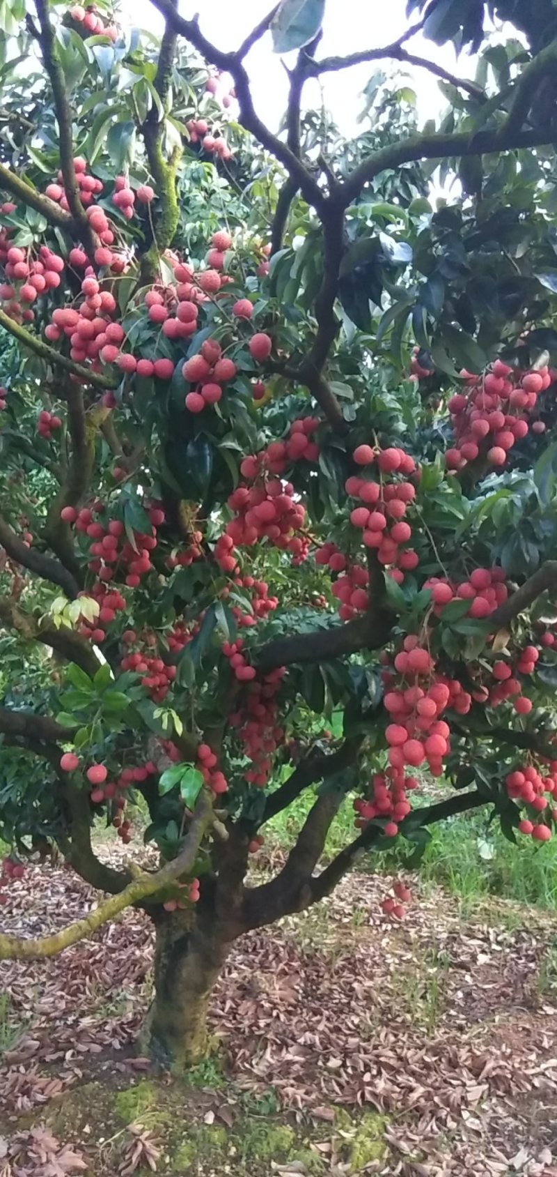 广西梧州荔枝(迟熟优质禾荔，鸡嘴荔
