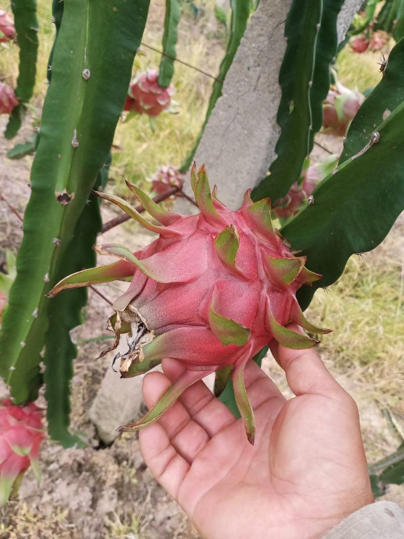 火龙果
