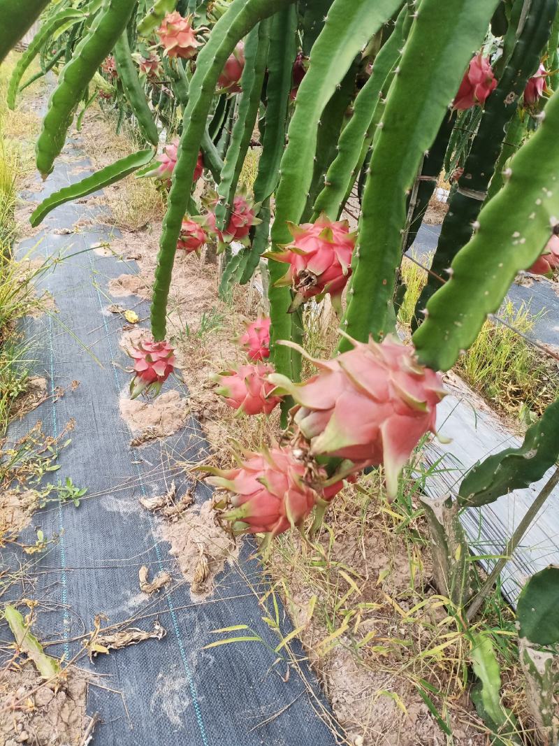 火龙果