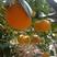 夏橙脐橙秭归脐橙大量供应批发市场超市电商