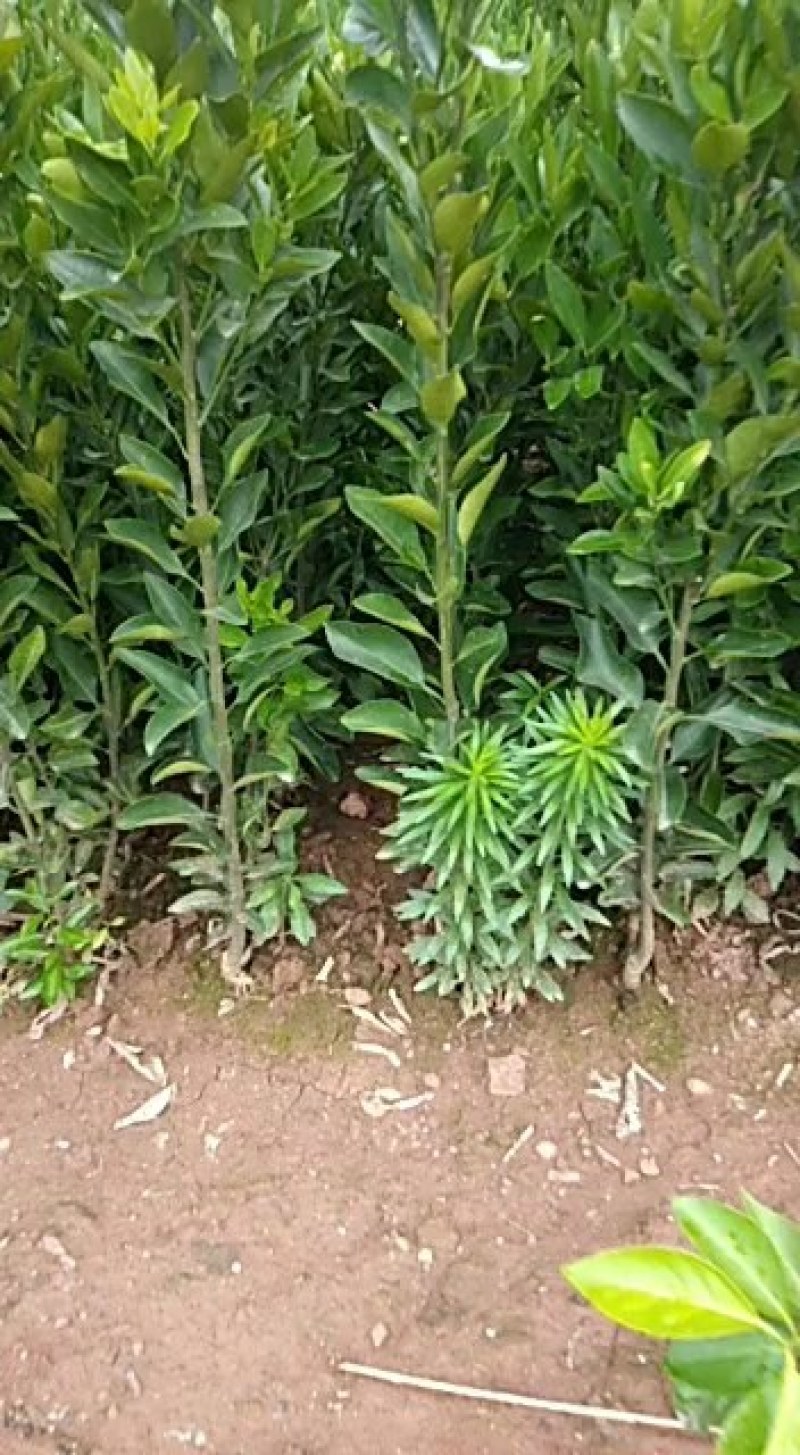 椪柑苗(基地直供，品种正宗