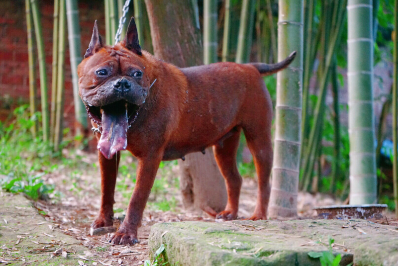 川东杜高比特马犬都是训练好的下司黑狼出售