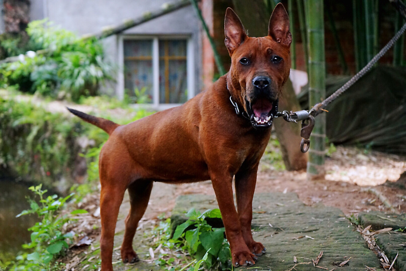 川东杜高比特马犬都是训练好的下司黑狼出售