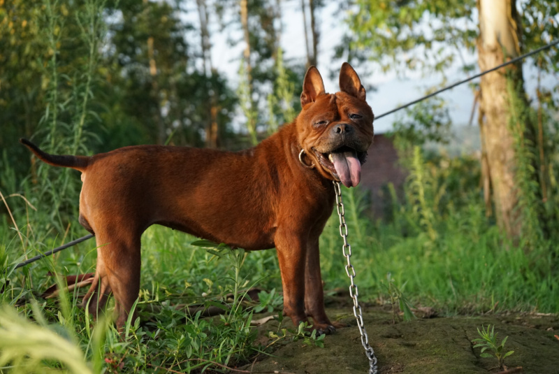 川东杜高比特马犬都是训练好的下司黑狼出售