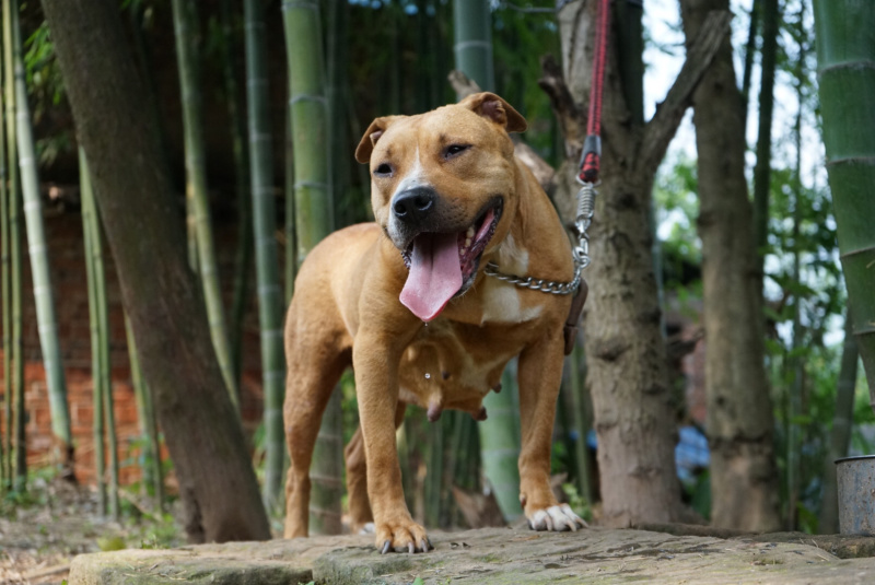 川东杜高比特马犬都是训练好的下司黑狼出售