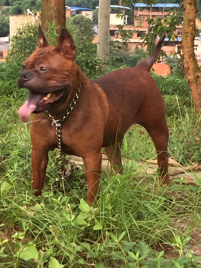 川东杜高比特马犬都是训练好的下司黑狼出售