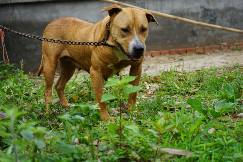 川东杜高比特马犬都是训练好的下司黑狼出售