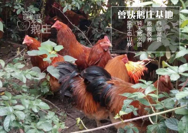 走地阉鸡