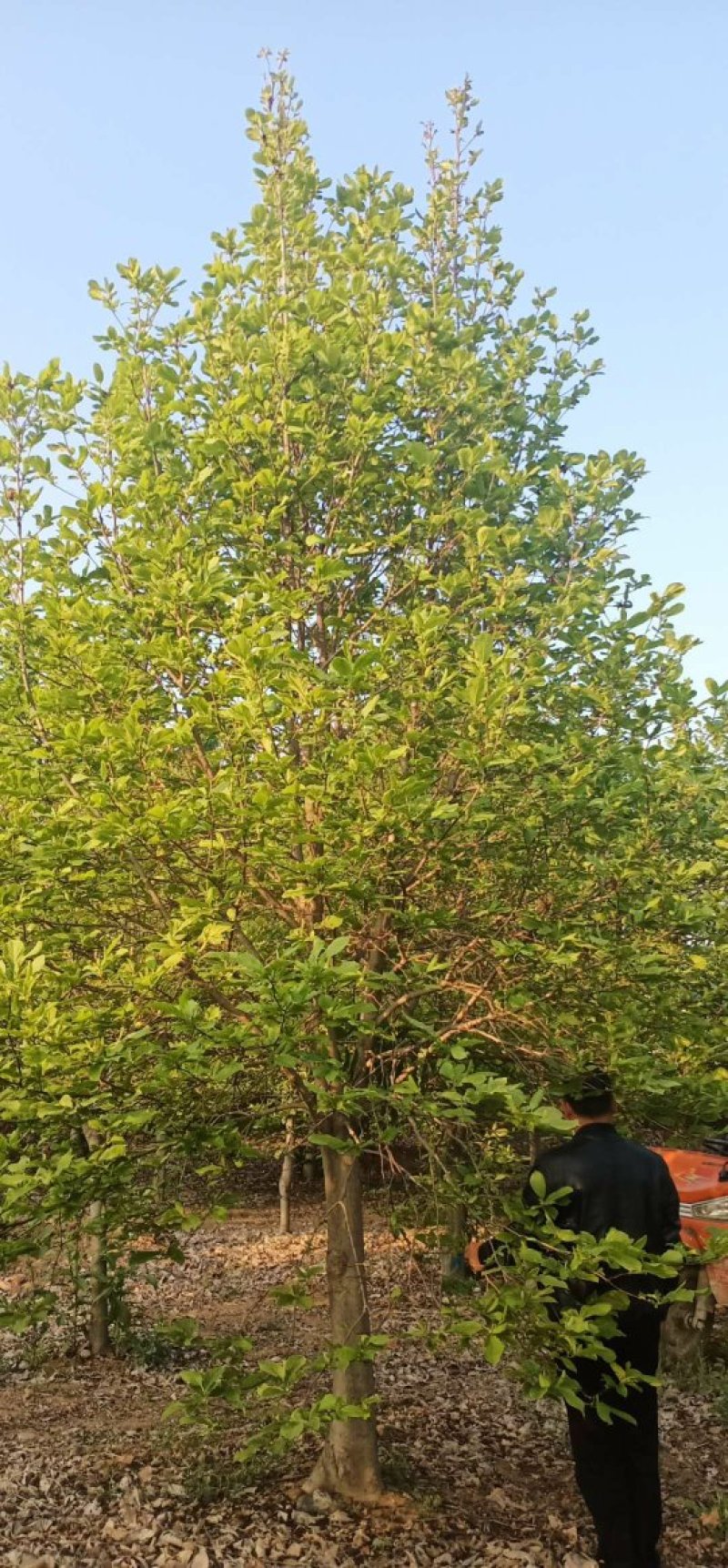 18公分红玉兰玉兰批发玉兰基地高杆玉兰玉兰树