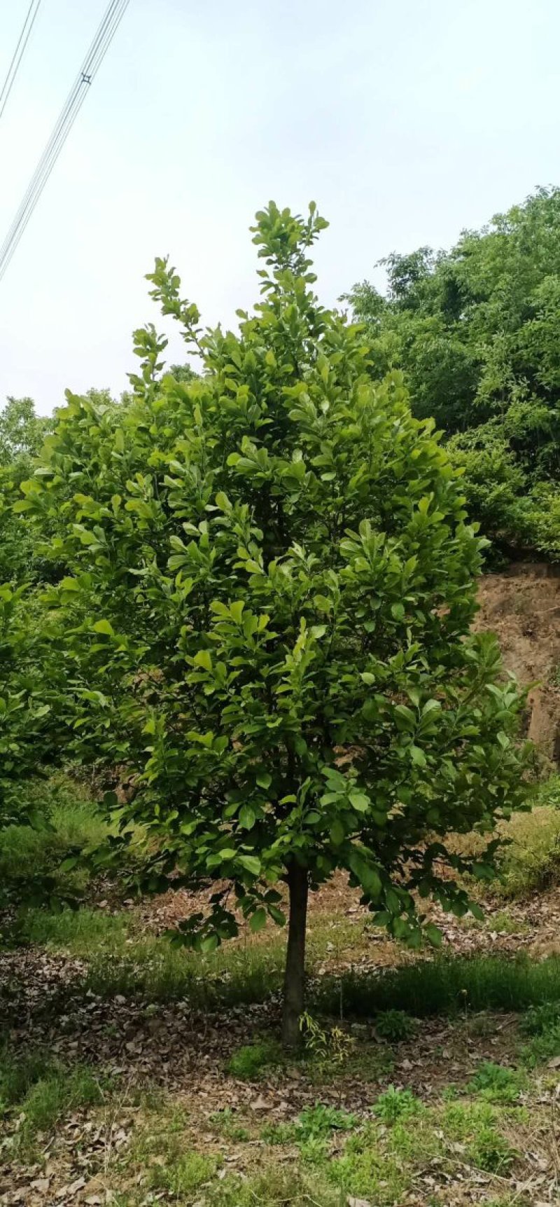 18公分红玉兰玉兰批发玉兰基地高杆玉兰玉兰树