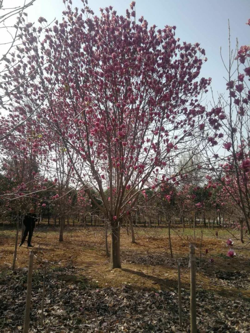 18公分红玉兰玉兰批发玉兰基地高杆玉兰玉兰树