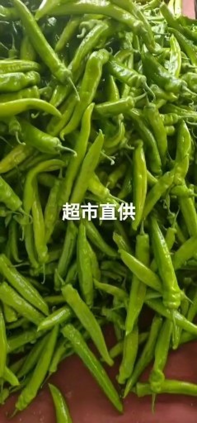 尖椒20～30厘米中辣，青皮，产地直供