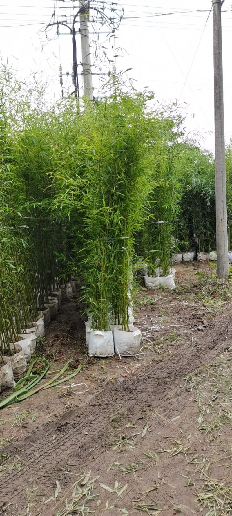 营养杯竹苗，袋装竹苗，刚竹，紫竹规格齐全！海量发货全国
