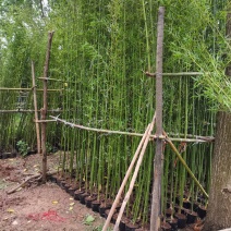 营养杯竹苗，袋装竹苗，刚竹，紫竹规格齐全！海量发货全国