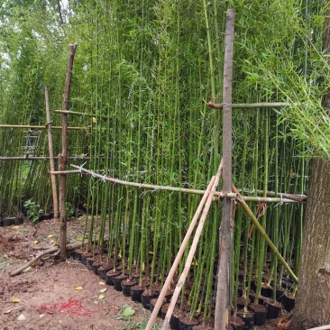 营养杯竹苗，袋装竹苗，刚竹，紫竹规格齐全！海量发货全国