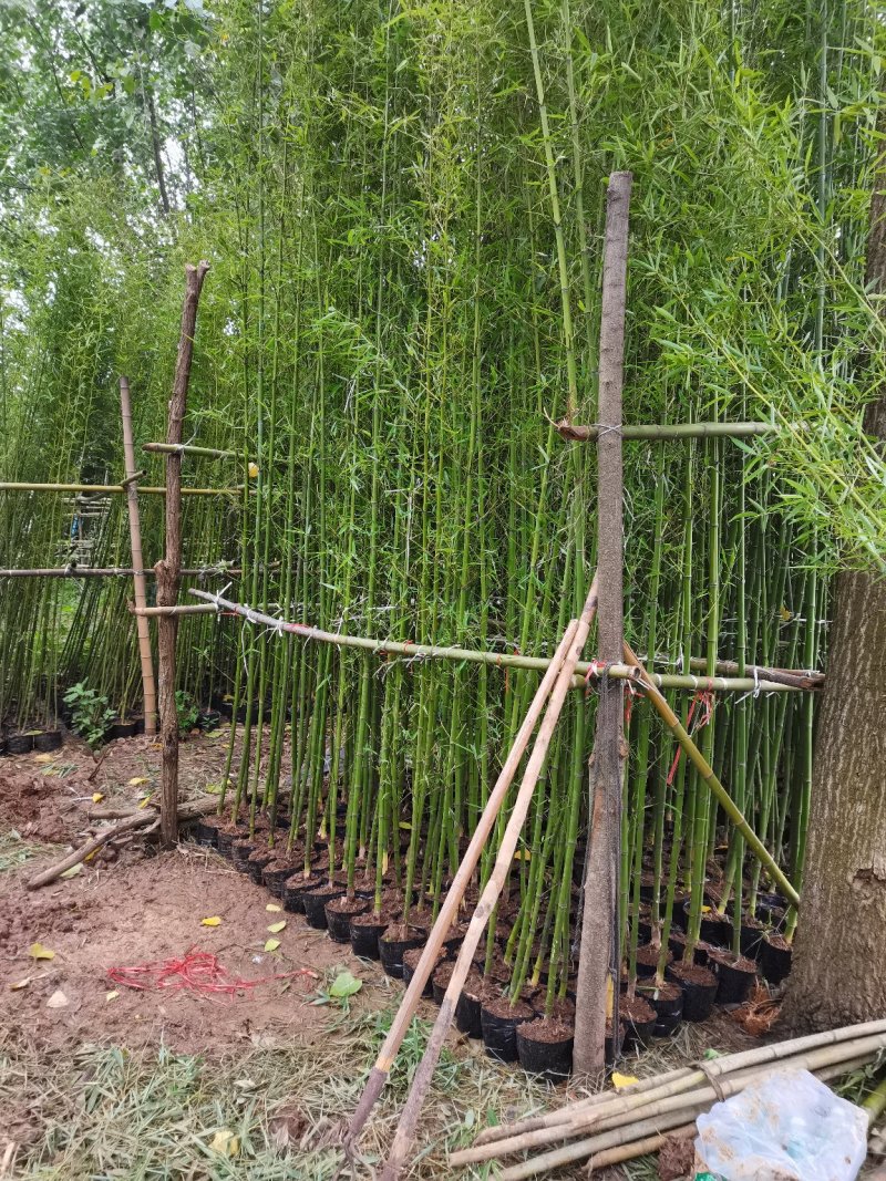 营养杯竹苗，袋装竹苗，刚竹，紫竹规格齐全！海量发货全国