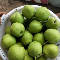 早酥梨六月酥梨早酥梨产地供应口感脆甜含糖量高欢迎采购
