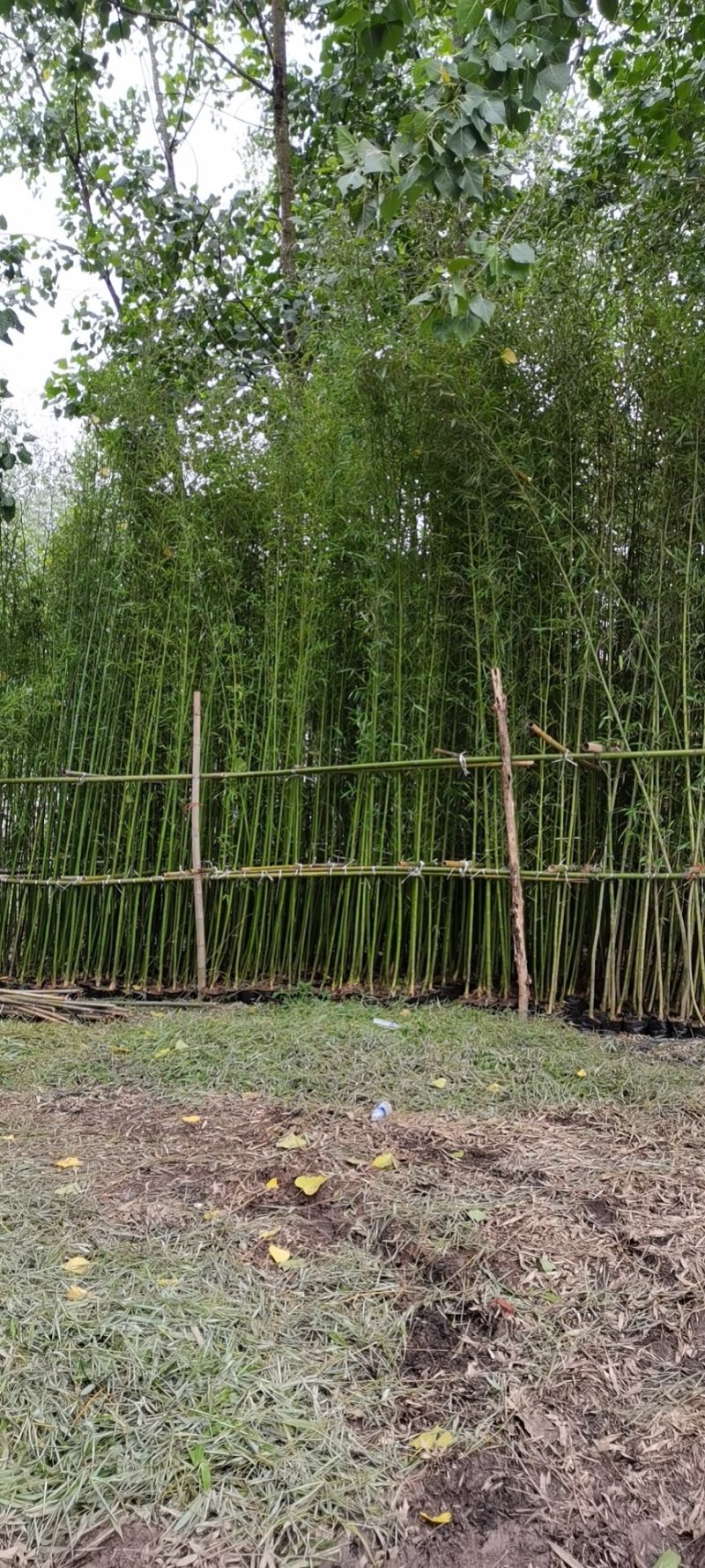 营养杯竹苗，袋装竹苗，刚竹，紫竹规格齐全！海量发货全国