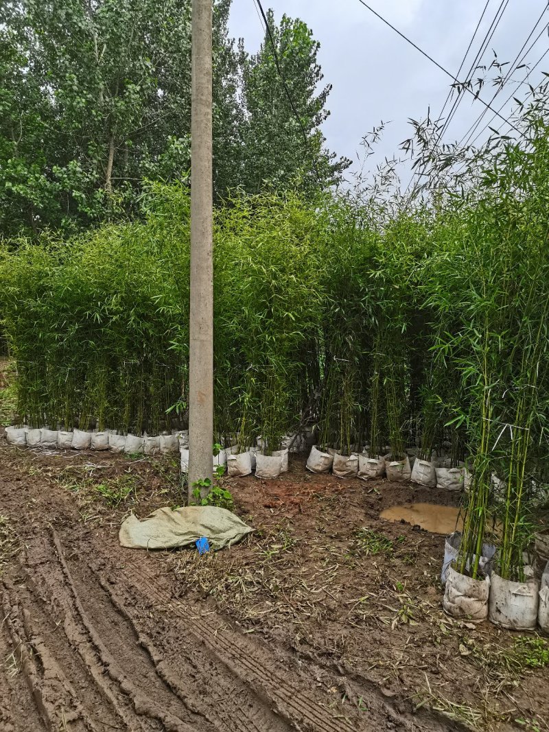 营养杯竹苗，袋装竹苗，刚竹，紫竹规格齐全！海量发货全国