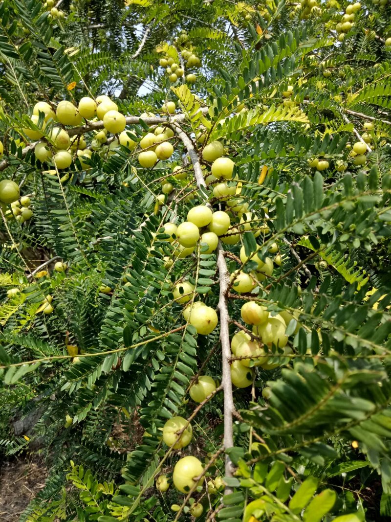 广西平南大肉余甘果（平丹一号）又名牛柑果基地大量上市中