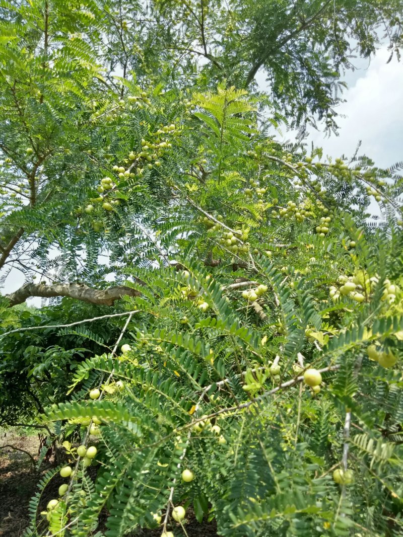 广西平南大肉余甘果（平丹一号）又名牛柑果基地大量上市中