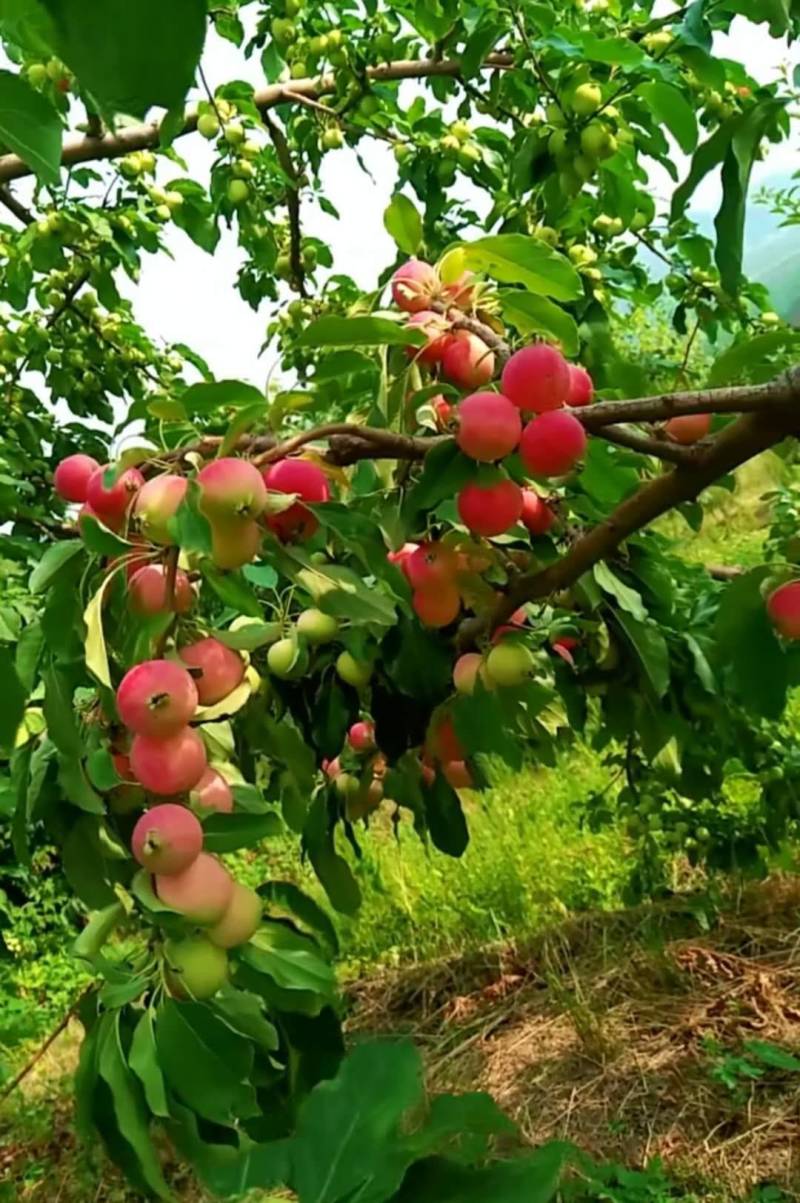 海棠果K9小苹果123小苹果沙果花红