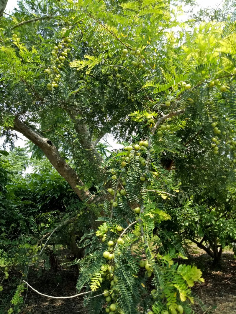 广西平南县大肉余甘果（平丹一号）又名牛柑果大量上市中