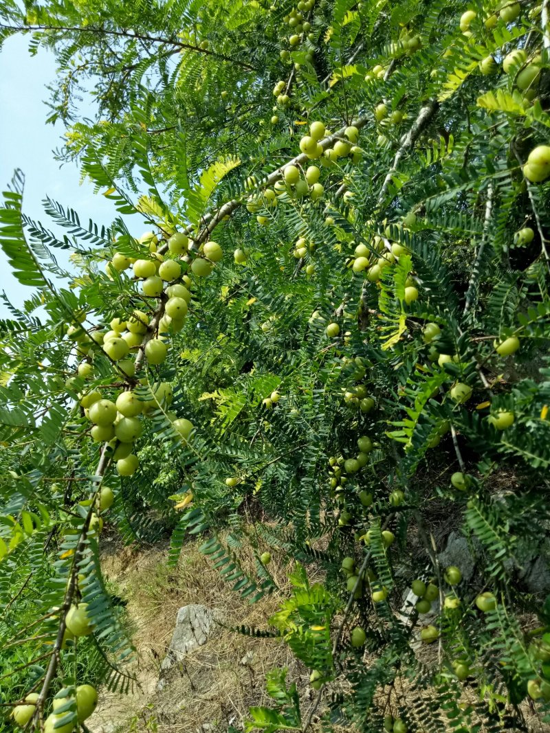 广西平南县大肉余甘果（平丹一号）又名牛柑果大量上市中