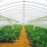 包塑养殖种植大棚厂家直销欢迎联系，30.60热度
