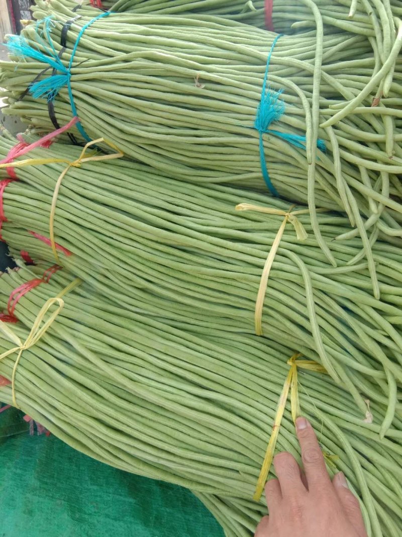 长豆角基地常年供应直销全国发货质量保证