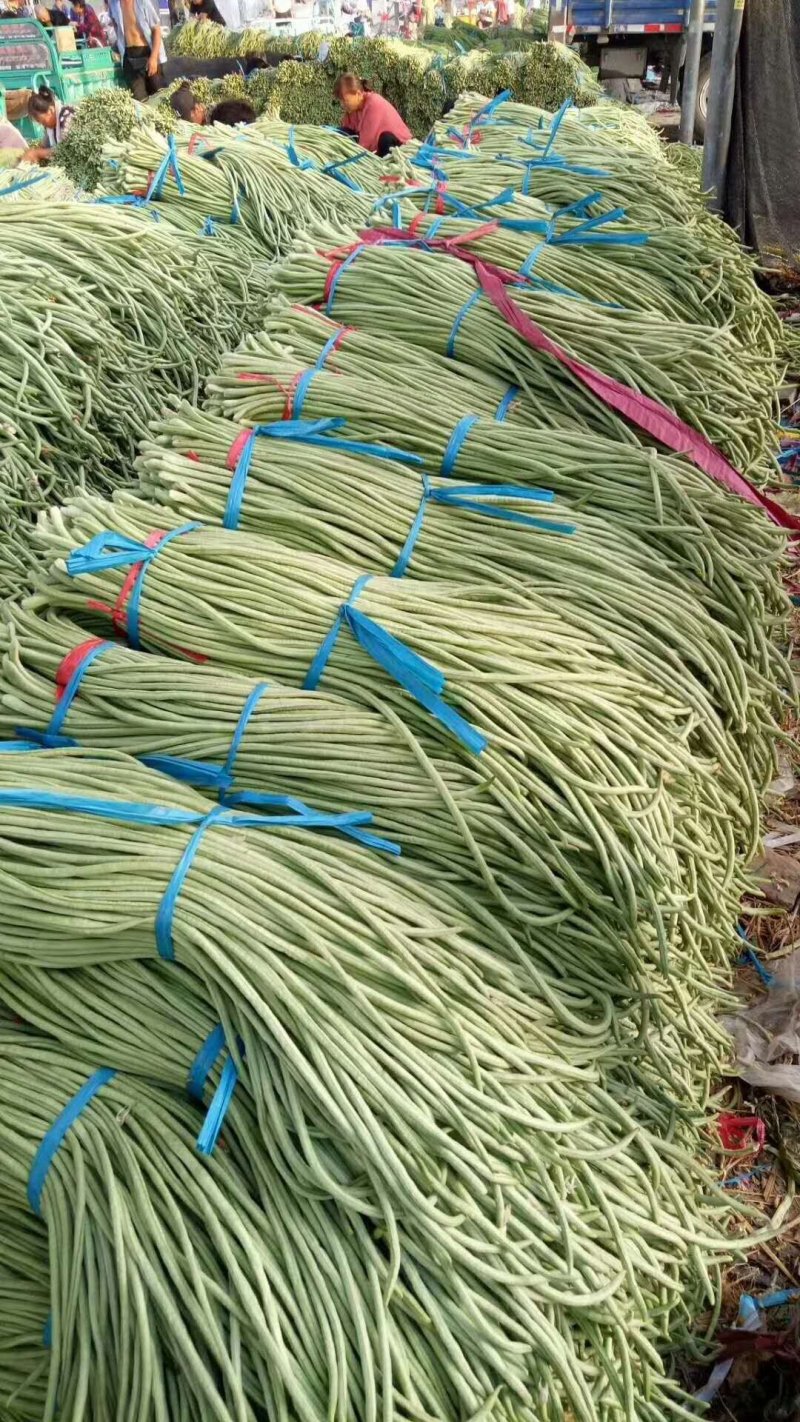 长豆角基地常年供应直销全国发货质量保证